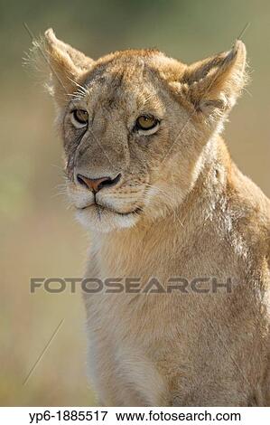 portrait of a young Lion Panthera leo, Serengeti National Park, Tanzania View Large Photo Image Stock Photo - portrait of a young Lion Panthera leo, Serengeti National Park, Tanzania. Fotosearch