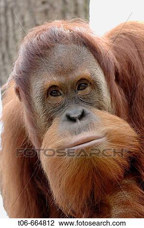 Stock Image - Portrait of a young male orang utan aged 9 years, captive (Pongo pygmaeus abelli) red list of endangered species. Fotosearch