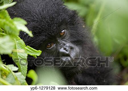 portrait of a young Mountain Gorilla, Gorilla gorilla beringei, sitting in rainforest, Volcano National Park, Rwanda View Large Photo Image Stock Photo - portrait of a young Mountain Gorilla, Gorilla gorilla beringei, sitting in rainforest, Volcano National Park, Rwanda. Fotosearch
