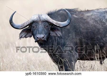 portrait of an African Buffalo Syncerus caffer, Ngorongoro Crater, Tanzania View Large Photo Image Stock Image - portrait of an African Buffalo Syncerus caffer, Ngorongoro Crater, Tanzania. Fotosearch
