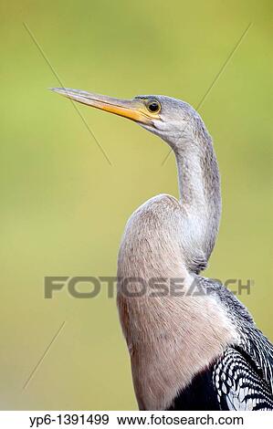 portrait of an Anhinga Anhinga anhinga Pantanal, Brazil View Large Photo Image Stock Photo - portrait of an Anhinga Anhinga anhinga Pantanal, Brazil. Fotosearch