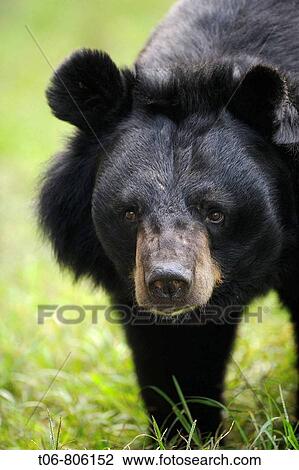 Portrait of Asiatic black bear (Ursus thibetanus) at the Chengdu rescue center of the Animal Asia Foundation, Sichuan, China View Large Photo Image Stock Image - Portrait of Asiatic black bear (Ursus thibetanus) at the Chengdu rescue center of the Animal Asia Foundation, Sichuan, China. Fotosearch