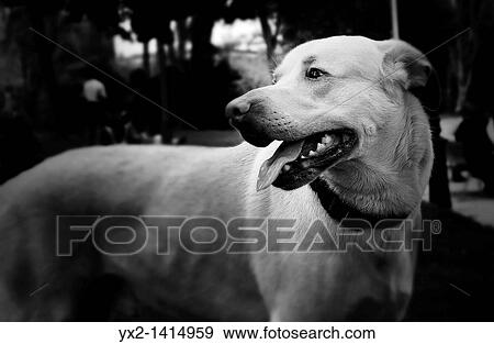 Stock Photo - Portrait of black and white dog. Fotosearch