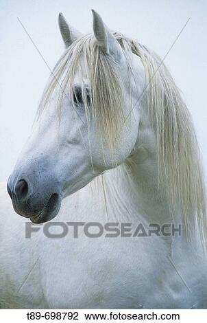 Portrait of Camargue horse View Large Photo Image Stock Image - Portrait of Camargue horse. Fotosearch