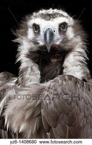 Portrait of Cinereous Vulture Aegypius monachus View Large Photo Image Stock Image - Portrait of Cinereous Vulture Aegypius monachus. Fotosearch