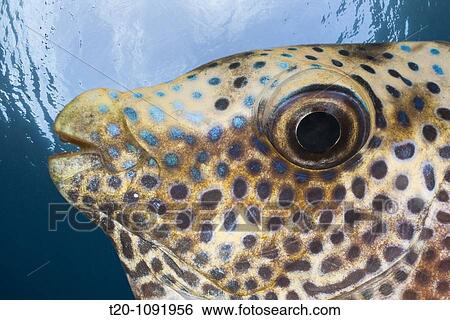 Portrait of Coral Rabbitfish, Siganus Corallinus, Raja Ampat, West Papua, Indonesia View Large Photo Image Stock Photograph - Portrait of Coral Rabbitfish, Siganus Corallinus, Raja Ampat, West Papua, Indonesia. Fotosearch
