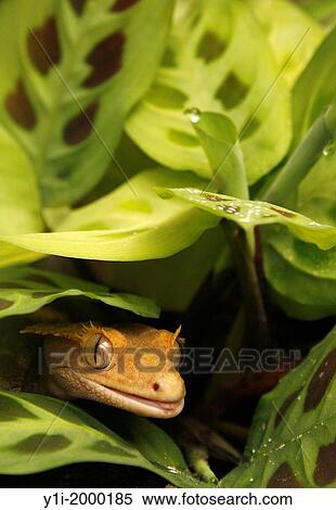 Stock Photography - portrait of crested gecko in vivarium.. Fotosearch