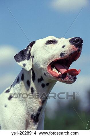 Portrait of Dalmatian Dog. View Large Photo Image Picture - Portrait of Dalmatian Dog.. Fotosearch