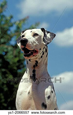 Portrait of Dalmatian Dog. View Large Photo Image Stock Photo - Portrait of Dalmatian Dog.. Fotosearch