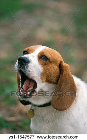 Portrait of Dog Barking View Large Photo Image Stock Photo - Portrait of Dog Barking. Fotosearch