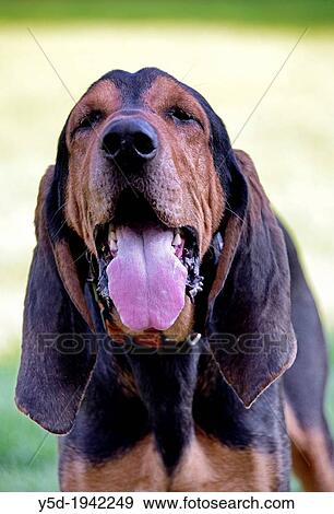 portrait of dog, pure breed, Bruno du Jura, long ears View Large Photo Image Stock Photo - portrait of dog, pure breed, Bruno du Jura, long ears. Fotosearch