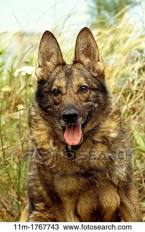 Portrait of Dog View Large Photo Image Stock Image - Portrait of Dog. Fotosearch
