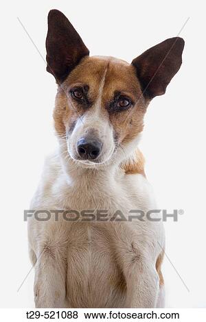 Portrait of dog View Large Photo Image Stock Photo - Portrait of dog. Fotosearch