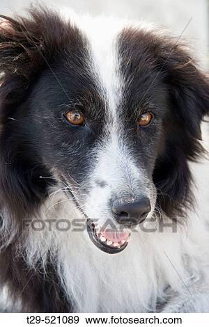 Portrait of dog View Large Photo Image Stock Photo - Portrait of dog. Fotosearch
