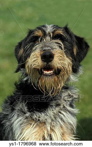 Stock Photo - Portrait of Dog. Fotosearch