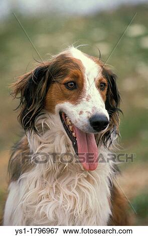 Stock Photo - Portrait of Dog with Tongue out. Fotosearch