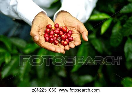Portrait of Don Francisco Serracin, founder of Don Pachi Estate, holding whole Geisha coffee beans. View Large Photo Image Stock Image - Portrait of Don Francisco Serracin, founder of Don Pachi Estate, holding whole Geisha coffee beans.. Fotosearch
