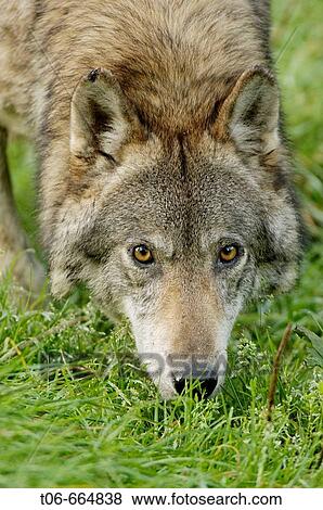 Portrait of european grey wolf (Canis lupus) captive View Large Photo Image Stock Photo - Portrait of european grey wolf (Canis lupus) captive. Fotosearch