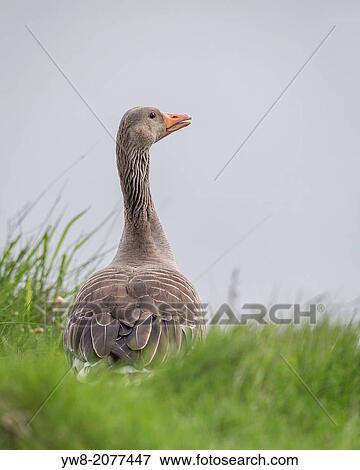 Stock Photo - Portrait of Greylag Goose.. Fotosearch