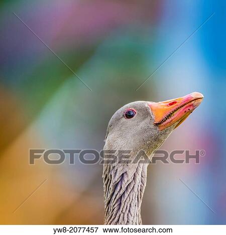 Portrait of Greylag Goose. View Large Photo Image Stock Photo - Portrait of Greylag Goose.. Fotosearch