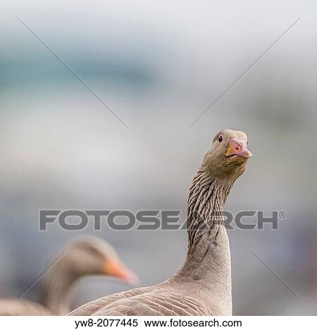 Stock Photography - Portrait of Greylag Goose.. Fotosearch