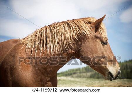 Portrait of Horse View Large Photo Image Stock Image - Portrait of Horse. Fotosearch