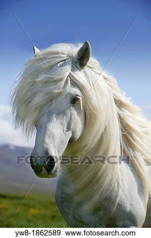 Portrait of Icelandic horse, Iceland The Icelandic purebred of horse was developed in Iceland and has many unique qualities View Large Photo Image Stock Photo - Portrait of Icelandic horse, Iceland The Icelandic purebred of horse was developed in Iceland and has many unique qualities. Fotosearch