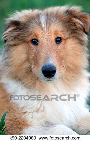 Portrait of male American Collie cub sitting in the grass, Hanover, Lower Saxonia, Germany, Europe. View Large Photo Image Stock Image - Portrait of male American Collie cub sitting in the grass, Hanover, Lower Saxonia, Germany, Europe.. Fotosearch