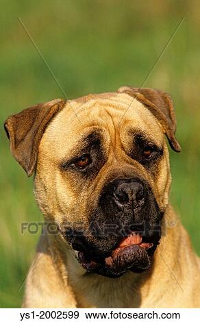Portrait of Mastiff Dog. View Large Photo Image Stock Photo - Portrait of Mastiff Dog.. Fotosearch