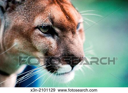 Portrait of Mountain lion (Puma concolor) in Belize. View Large Photo Image Stock Photo - Portrait of Mountain lion (Puma concolor) in Belize.. Fotosearch