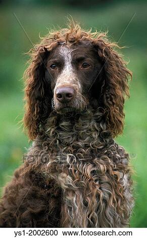 Portrait of Pont Audemer Spaniel Dog. View Large Photo Image Stock Image - Portrait of Pont Audemer Spaniel Dog.. Fotosearch