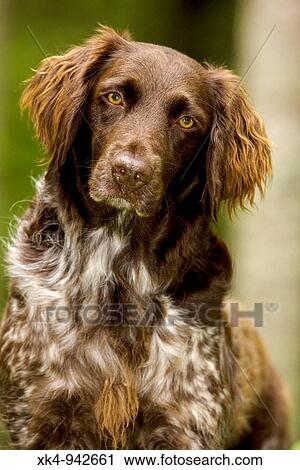 Portrait of Small Munsterlander (Kleiner Munsterlander) dog, Wisconsin, USA - Breed originated in Munster Germany - Hunting dog - Pointer-retriever - Highly intelligent and sociable. View Large Photo Image Stock Image - Portrait of Small Munsterlander (Kleiner Munsterlander) dog, Wisconsin, USA - Breed originated in Munster Germany - Hunting dog - Pointer-retriever - Highly intelligent and sociable.. Fotosearch
