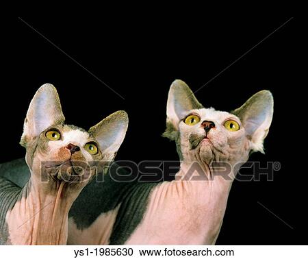 Portrait of Sphynx Domestic Cat. View Large Photo Image Stock Image - Portrait of Sphynx Domestic Cat.. Fotosearch