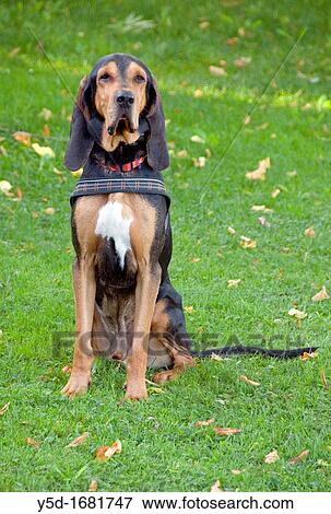 Stock Photo - Portrait of the dog sitting in the grass, pure breed, Bruno de Jura. Fotosearch