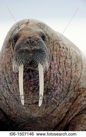 Portrait of walrus Odobenus rosmarus Foxe Basin, Nunavut, Canada View Large Photo Image Stock Photograph - Portrait of walrus Odobenus rosmarus Foxe Basin, Nunavut, Canada. Fotosearch
