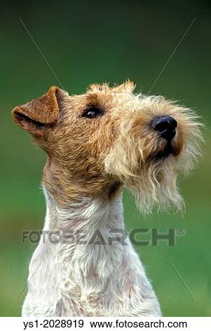 Portrait of Wire-Haired Fox Terrier. View Large Photo Image Stock Photo - Portrait of Wire-Haired Fox Terrier.. Fotosearch