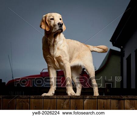 Picture - Portrait of Yellow Labrador Retriever. Young guide dog in training.. Fotosearch