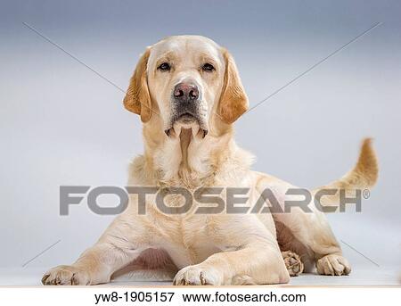 Portrait of Yellow Labrador Retriever lying down Male guide dog for the blind View Large Photo Image Stock Photo - Portrait of Yellow Labrador Retriever lying down Male guide dog for the blind. Fotosearch
