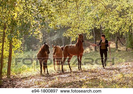 Portrait of young woman in a pasture with horses View Large Photo Image Stock Photo - Portrait of young woman in a pasture with horses. Fotosearch