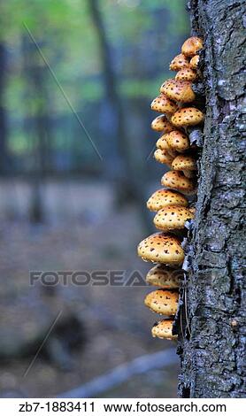 Stock Image - Portrait orientation of Mushroom Oysters growing on a tree located inland on Marquette Michigan's Presque Isle Park. Fotosearch