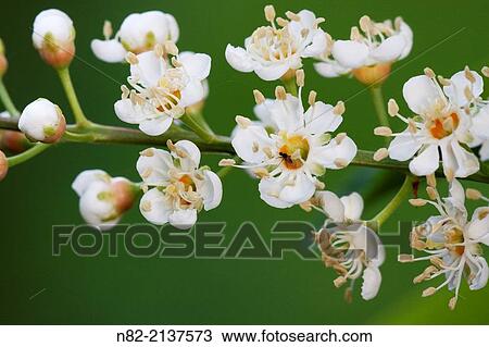Portugal laurel (Prunus lusitanica) inflorescences in a garden. A twig with delicate, brilliant and sweet scented white blossoms - Bavaria/Germany. View Large Photo Image Stock Image - Portugal laurel (Prunus lusitanica) inflorescences in a garden. A twig with delicate, brilliant and sweet scented white blossoms - Bavaria/Germany.. Fotosearch