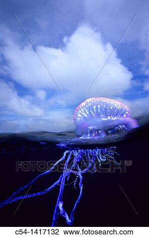 Stock Image - Portuguese Man of War (Physalia physalis), Eastern Atlantic, Galicia, Spain. Fotosearch