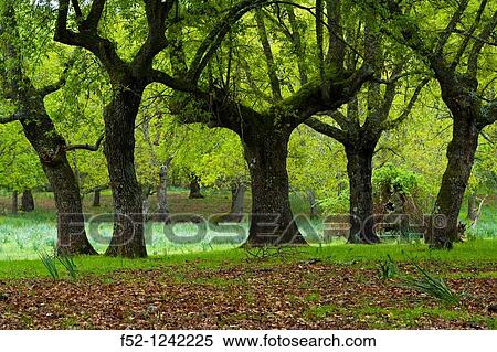 Portuguese Oak (Quercus faginea) forest, Cabaeros National Park, Ciudad Real province, Castilla-La Mancha, Spain View Large Photo Image Stock Photography - Portuguese Oak (Quercus faginea) forest, Cabaeros National Park, Ciudad Real province, Castilla-La Mancha, Spain. Fotosearch