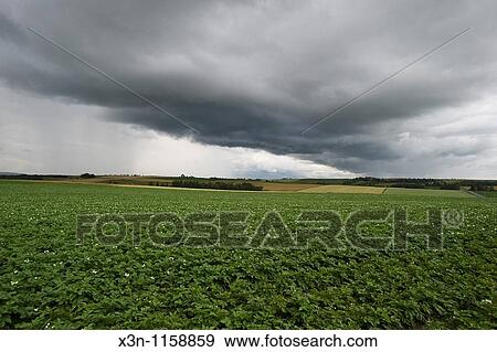 Potato field View Large Photo Image Stock Photo - Potato field. Fotosearch