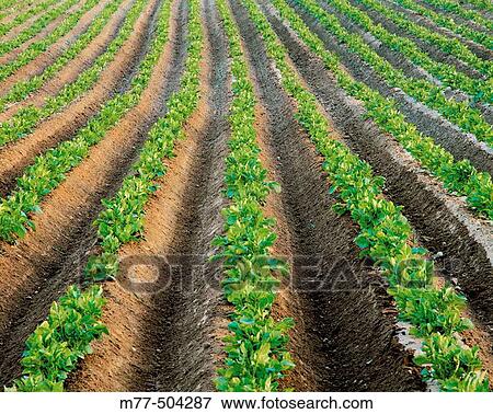 Potato field. V? sterbotten. Sweden. View Large Photo Image Stock Photo - Potato field. V? sterbotten. Sweden.. Fotosearch
