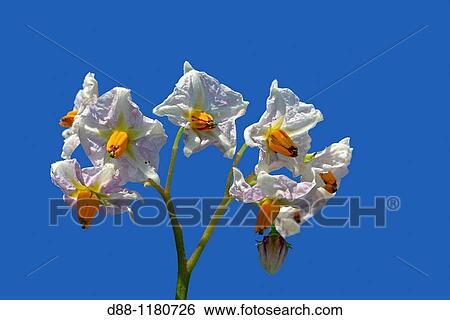 Potato Flower Solanum tuberosum Order: Solanales Family: Solanaceae. View Large Photo Image Stock Photograph - Potato Flower Solanum tuberosum Order: Solanales Family: Solanaceae.. Fotosearch