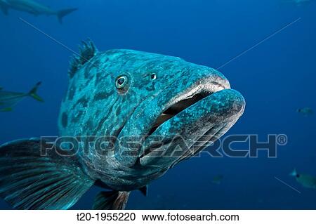 Potato Grouper, Epinephelus tukula, Aliwal Shoal, Indian Ocean, South Africa. View Large Photo Image Stock Image - Potato Grouper, Epinephelus tukula, Aliwal Shoal, Indian Ocean, South Africa.. Fotosearch