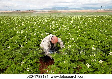 Potato growing field, Agricultural Investigation and Research, Agricultural fields, High Ribera, Arga-Aragon Ribera, Navarre, Spain View Large Photo Image Stock Image - Potato growing field, Agricultural Investigation and Research, Agricultural fields, High Ribera, Arga-Aragon Ribera, Navarre, Spain. Fotosearch