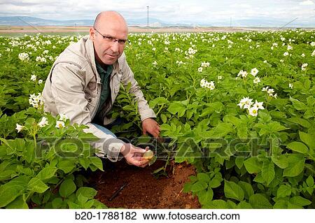 Potato growing field, Agricultural Investigation and Research, Agricultural fields, High Ribera, Arga-Aragon Ribera, Navarre, Spain View Large Photo Image Stock Image - Potato growing field, Agricultural Investigation and Research, Agricultural fields, High Ribera, Arga-Aragon Ribera, Navarre, Spain. Fotosearch