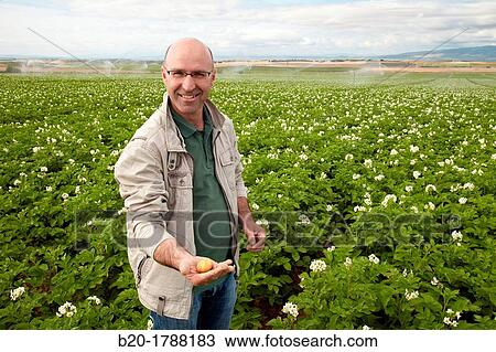 Potato growing field, Agricultural Investigation and Research, Agricultural fields, High Ribera, Arga-Aragon Ribera, Navarre, Spain View Large Photo Image Stock Image - Potato growing field, Agricultural Investigation and Research, Agricultural fields, High Ribera, Arga-Aragon Ribera, Navarre, Spain. Fotosearch